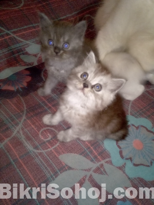 40days kitten